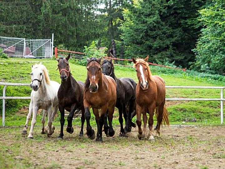 Centrul de Echitatie Poiana Brasov
