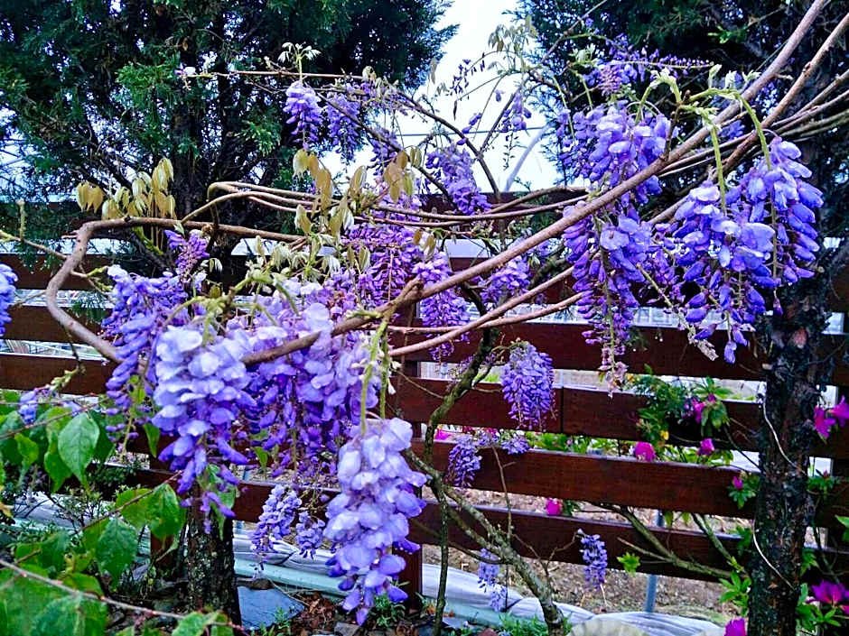 Flower and Star Garden Bed and Breakfast