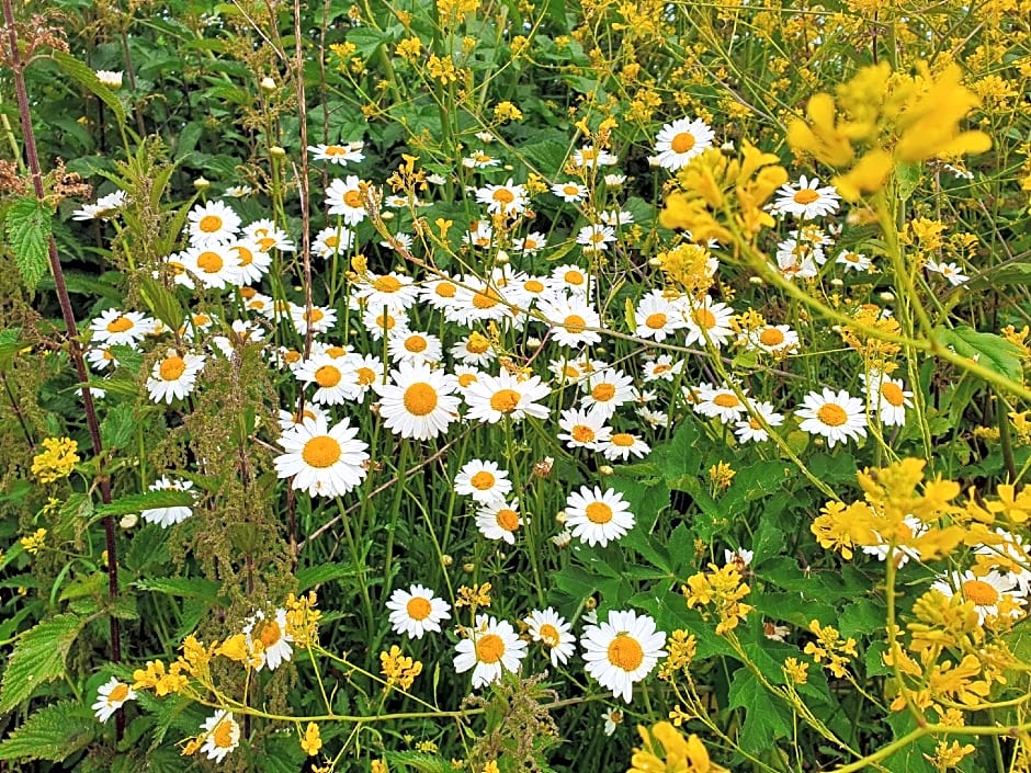 Dartmoor Reach Alpaca Farm