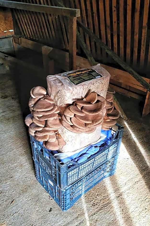 Orias Guesthouse & Farm