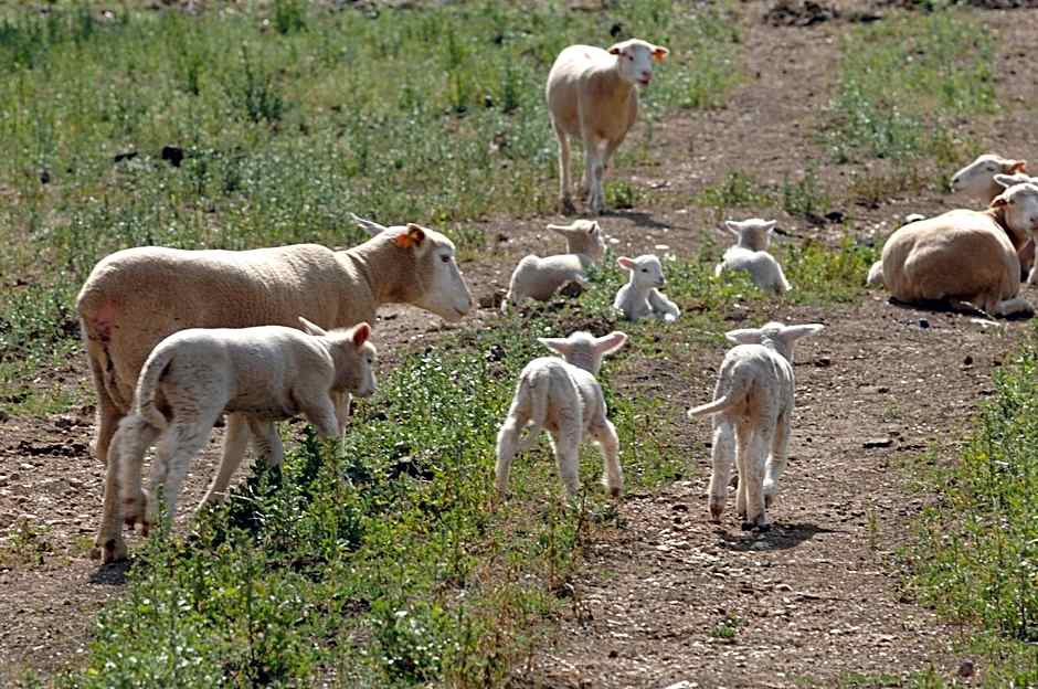 Vila Gale Alentejo Vineyard - Clube de Campo