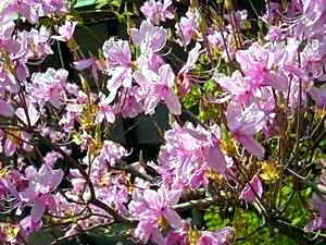 Sankeien