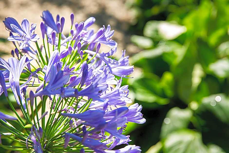 Hotel Villa Elisa & Spa