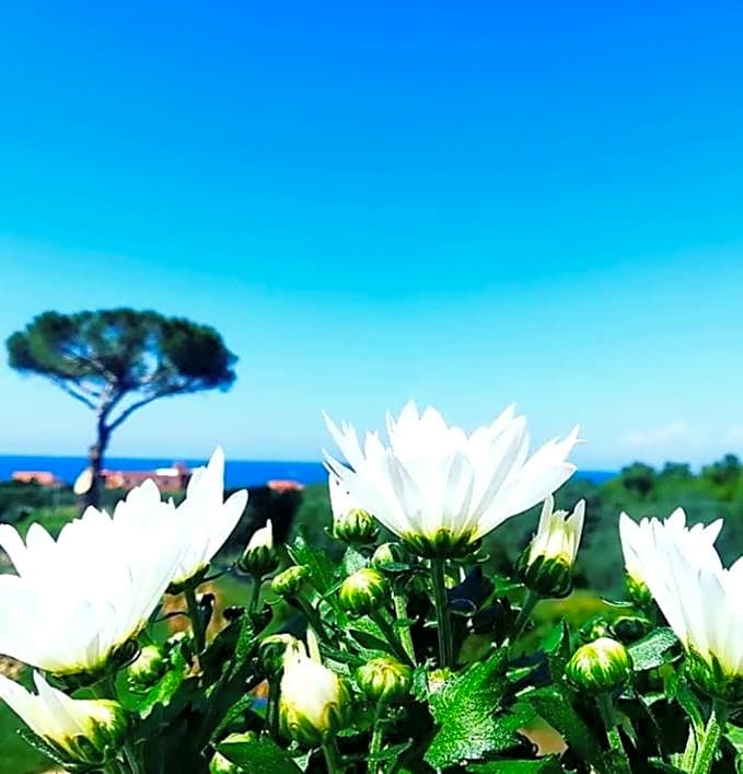 B&b Il sogno