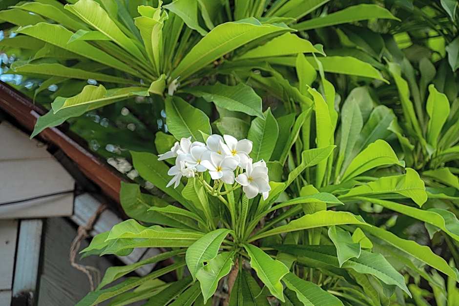 AHHA Boutique Kampot