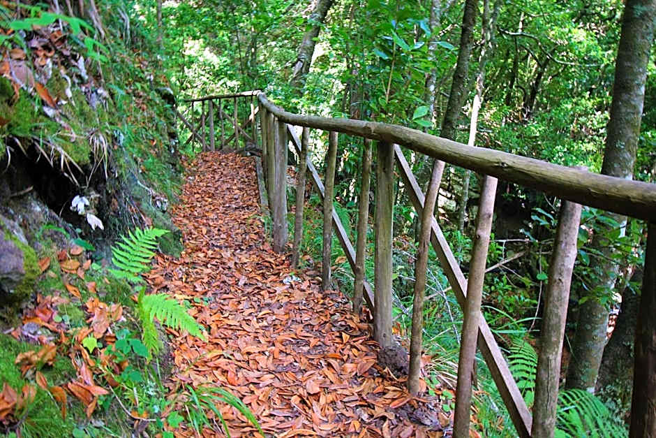 Casinhas da Laurissilva