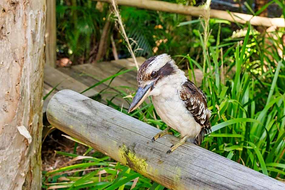 Bounce Magnetic Island and Koala Park