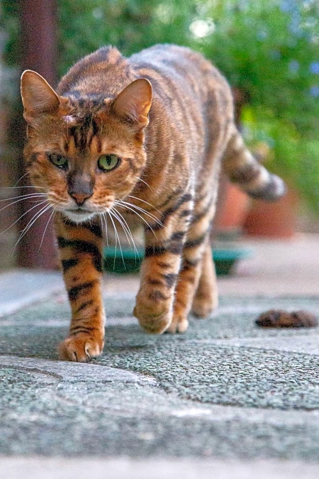 Waterfield House B&B