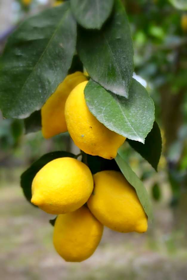 Sosò
