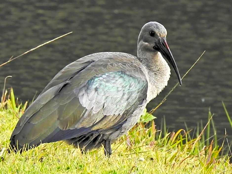 Valley of the Rainbow Fly Fishing Estate