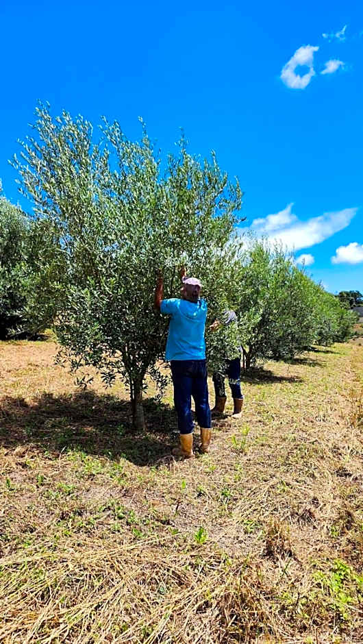 Chalés Monte das Oliveiras