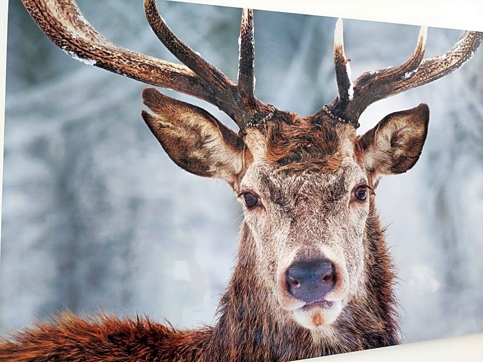 Cha Cha de Loup Luxe B&B - Vakantiewoning