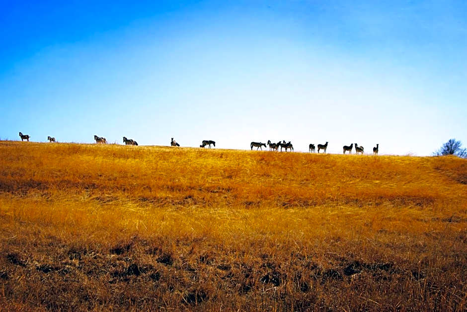 Grey Goose Game Lodge