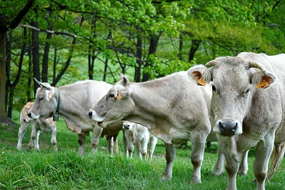 El Serrat De Tregura