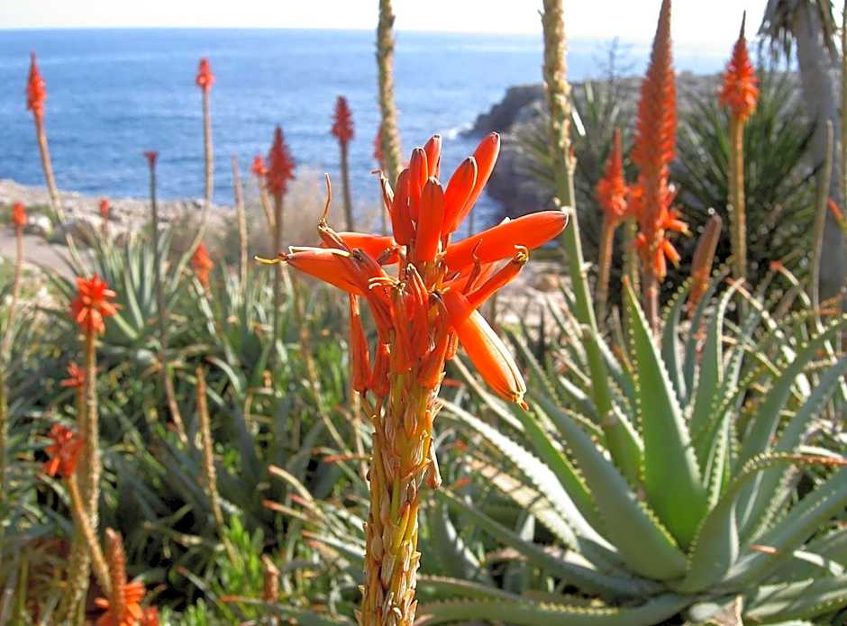 Apartamentos Parque Mar