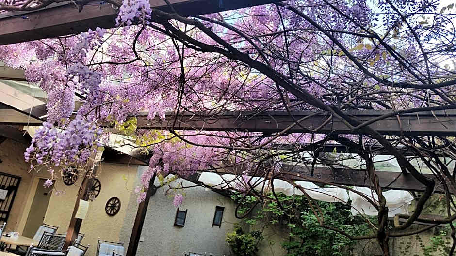 Adler Gaststube Hotel Biergarten