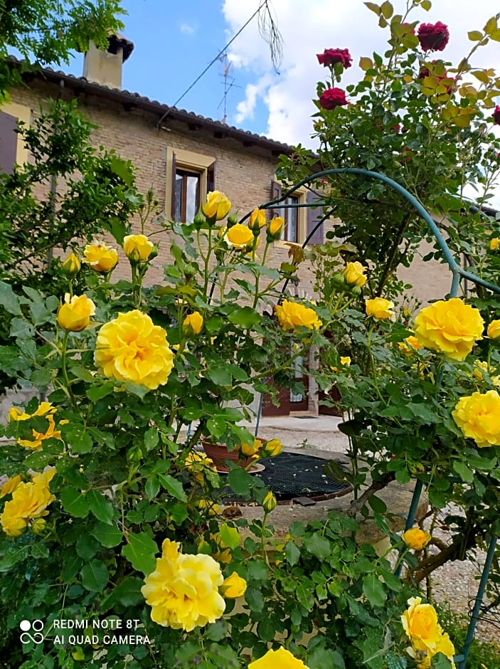 La Rosa Selvatica