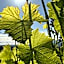 Agriturismo Cascina Cipressa
