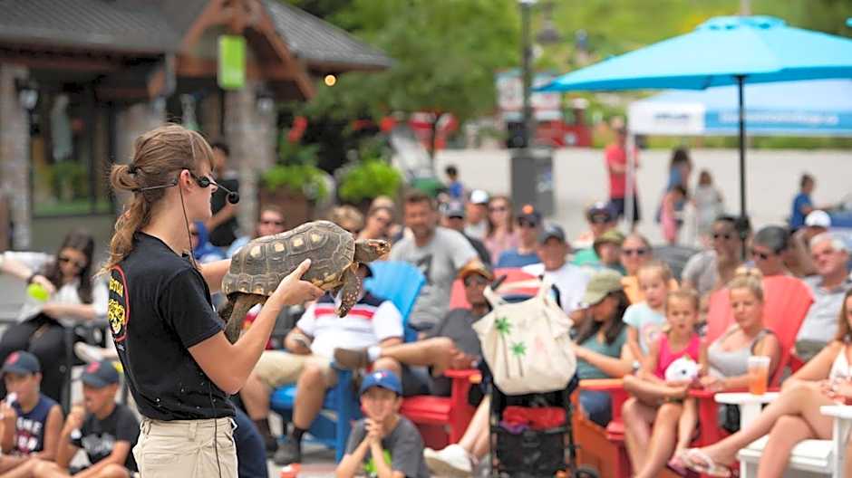 Blue Heart Mountain Studio Dream Walk to slopes, tennis