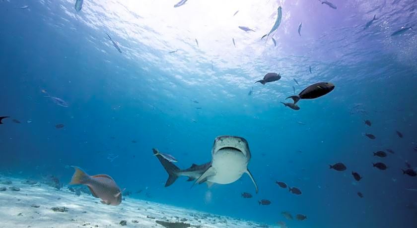 Tiger shark Residence 