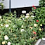 Rose Garden Inn