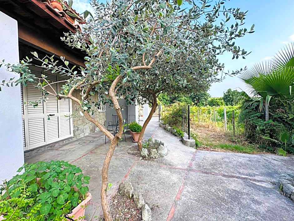 Il Vitigno di Dioniso