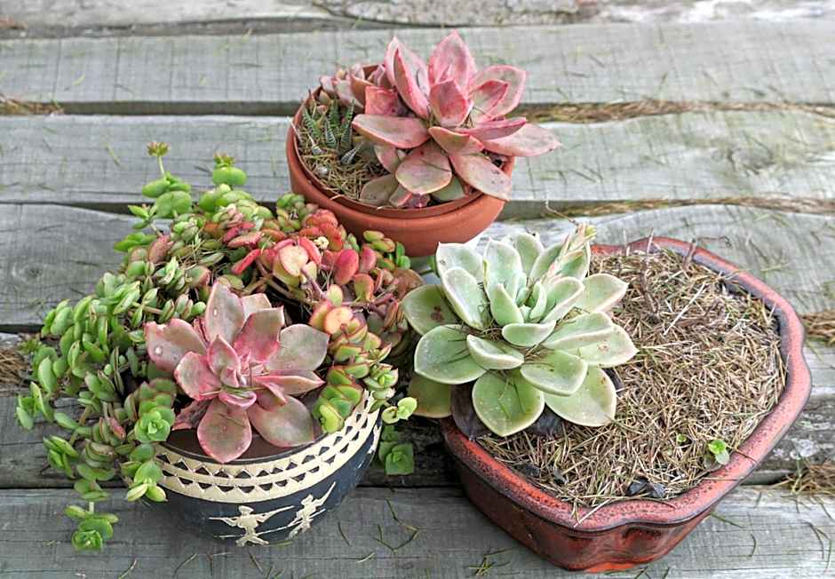 The House of Braganza