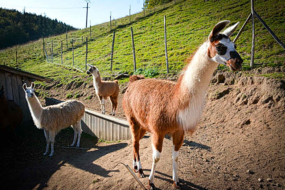 Hotel Restaurant La Petite Auberge Alsace