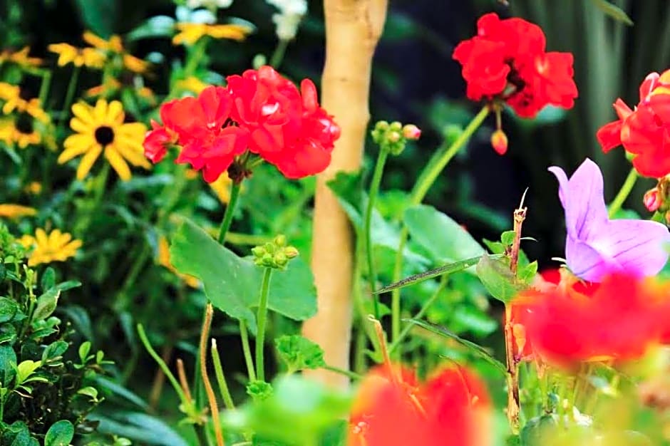 Glanmor Garden Apartment