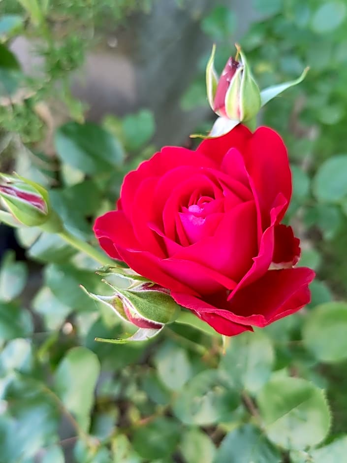 Golf- & Landhotel am alten Deich