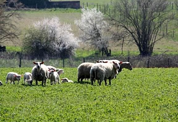 La Ferme de Gorgeat