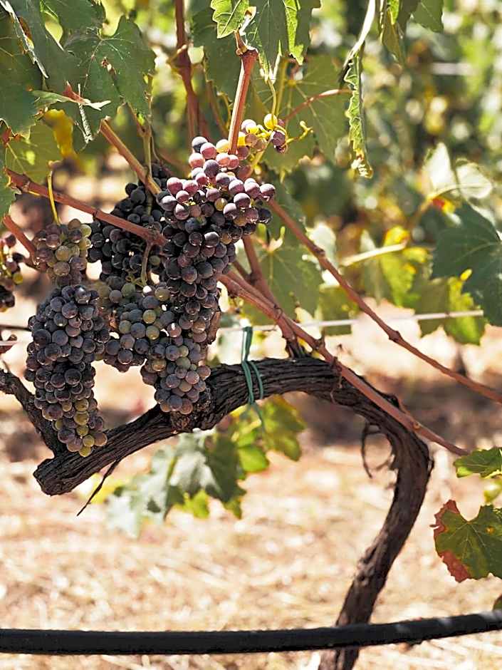 B&B La Vigna