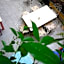 Corte delle Camelie Bed and Breakfast