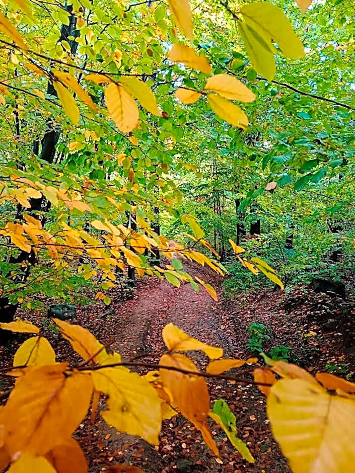 Marzeniec w Beskidzie Niskim
