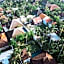 Jati Indah Villas