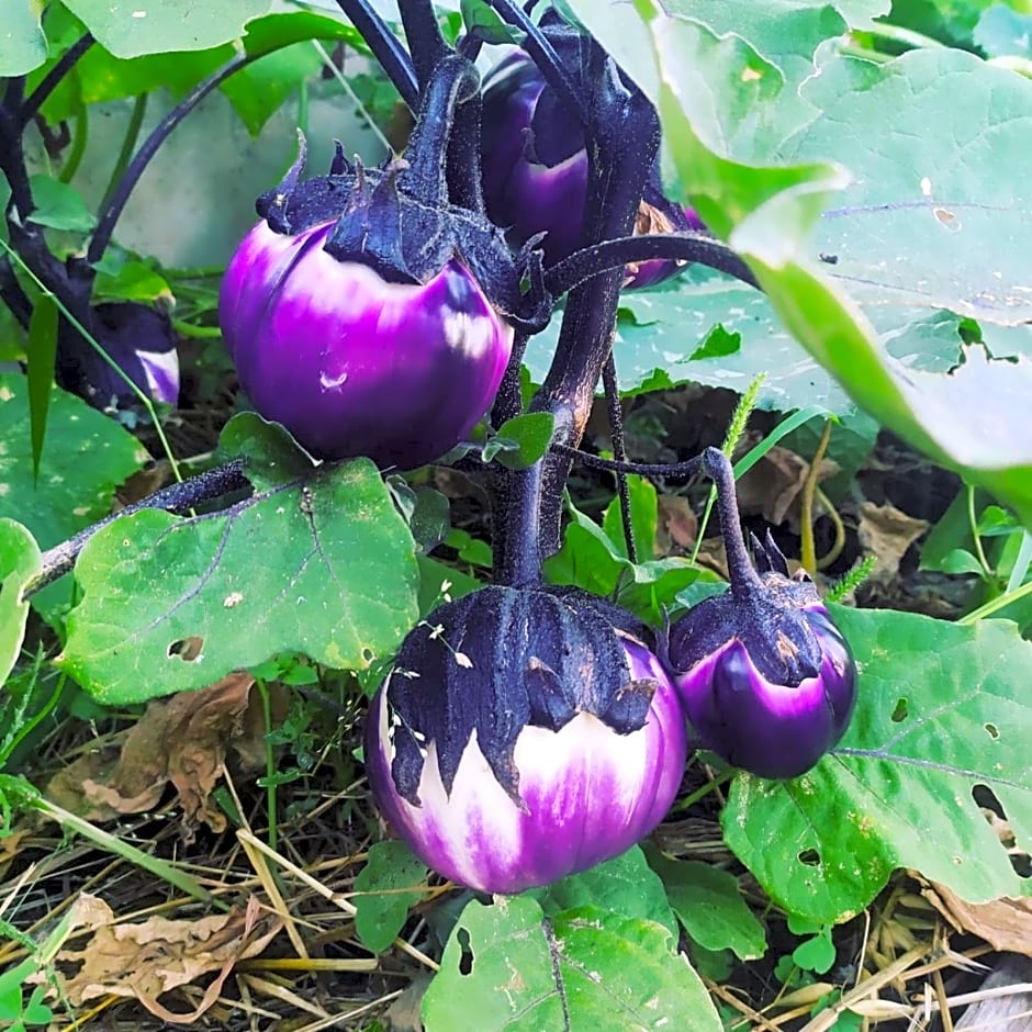 Orto de' Mandorli B&B