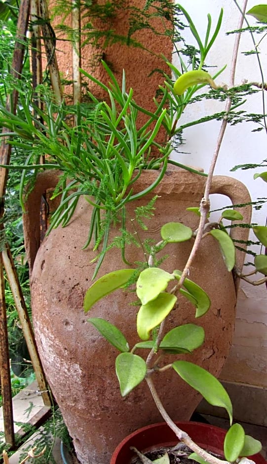 Bed & Breakfast Alice