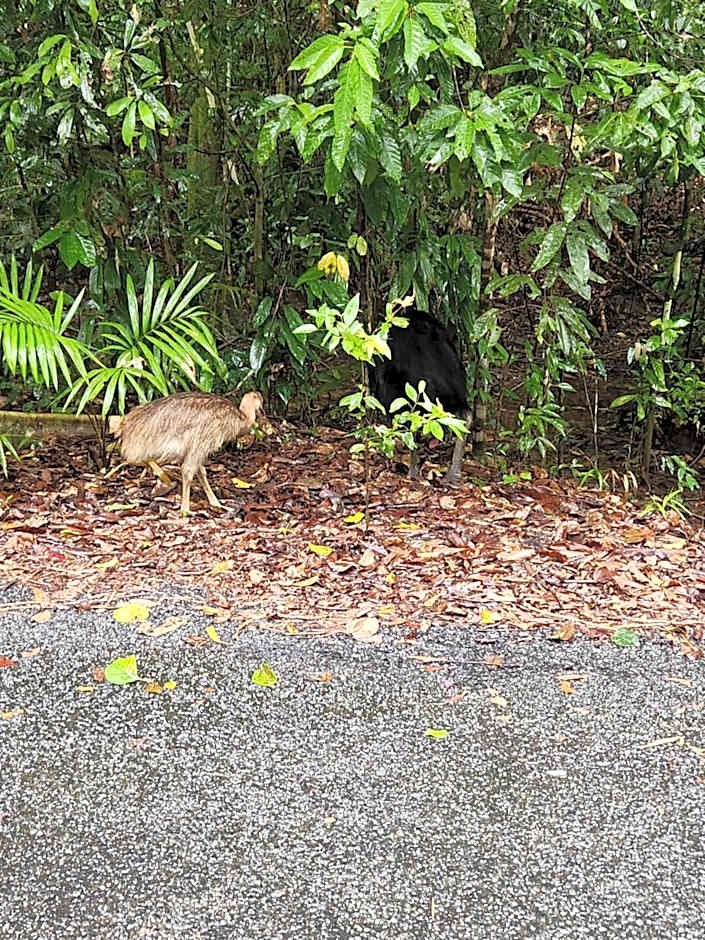 mist at Cape Tribulation