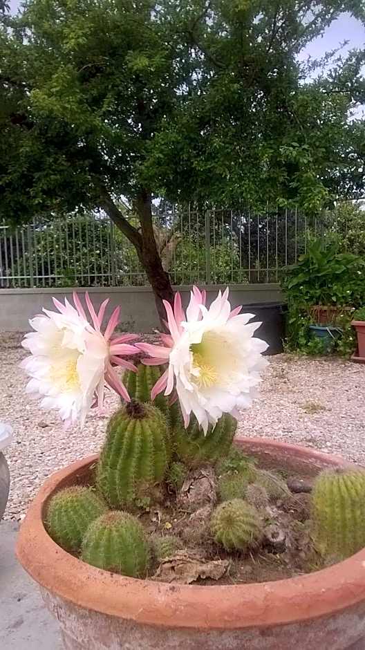 All'ombra del Carrubo - Metaponto