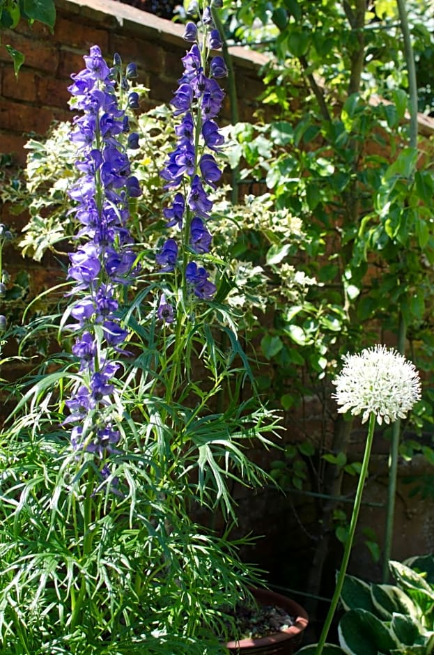 The Hollies Bed and Breakfast