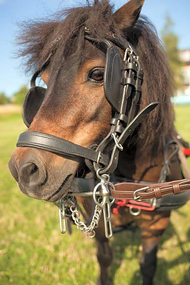 Cedrowy Dworek