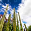 Albor San Miguel de Allende, Tapestry Collection