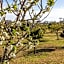 Masseria Borgo Segine - Relais nel Salento