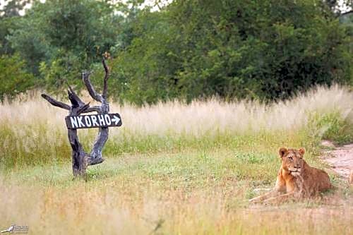 Nkorho Bush Lodge