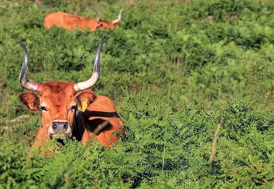 Casa da Fonte - Gerês