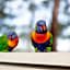 Koala Shores Holiday Park