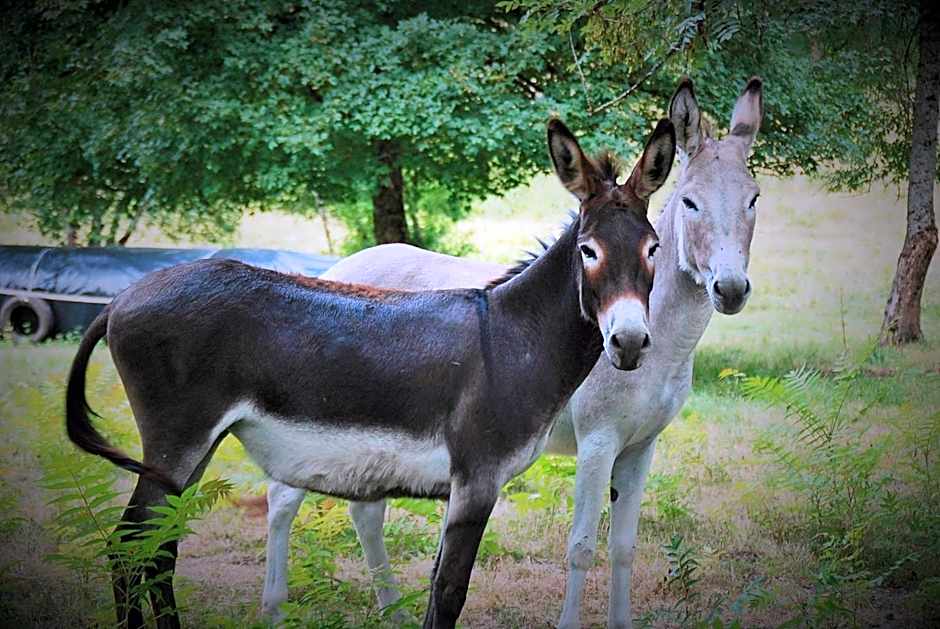 Manoir du Bois Mignon