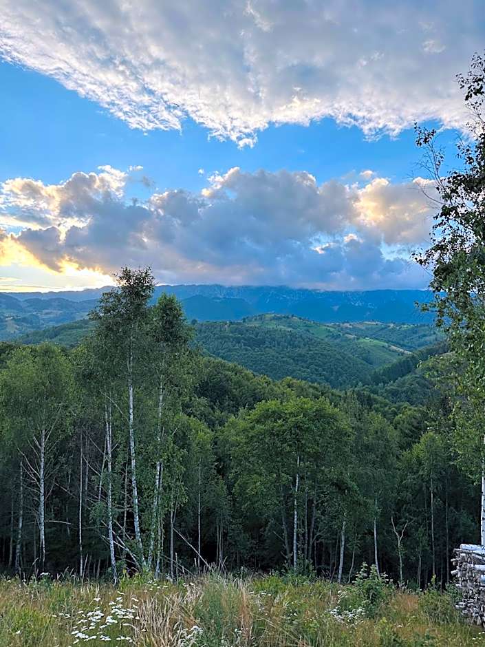 Cabana doi mesteceni