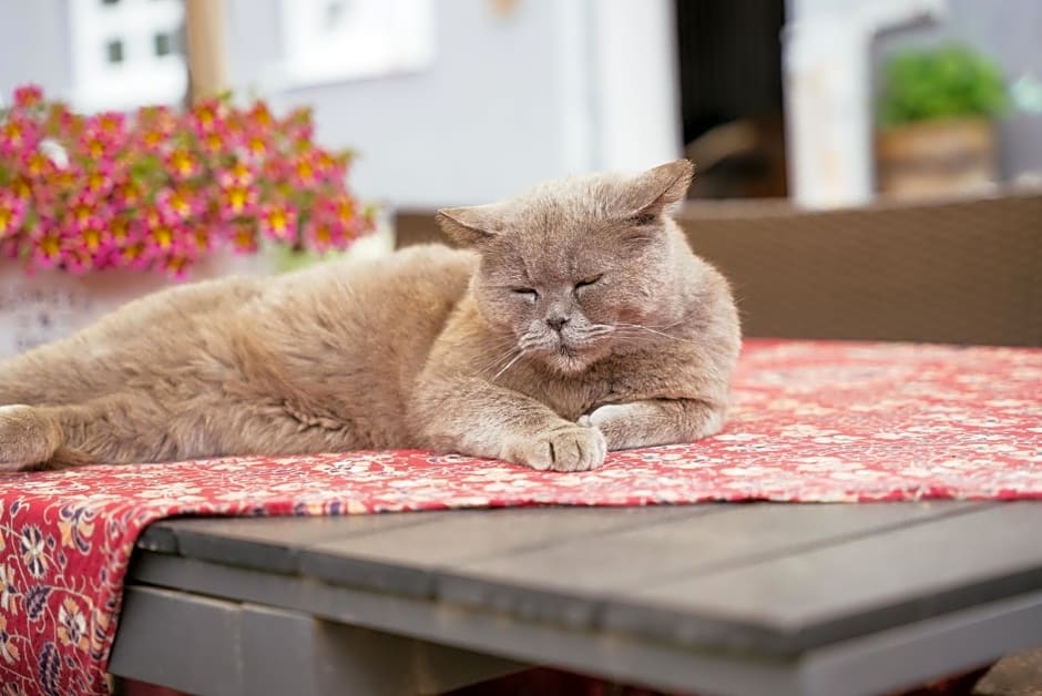 Ranchzimmer am Hippo-Campus Reit- und Therapiezentrum