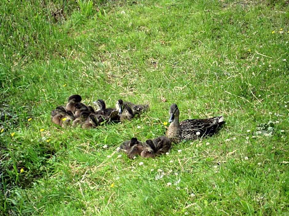 Nelijärve Holiday Centre